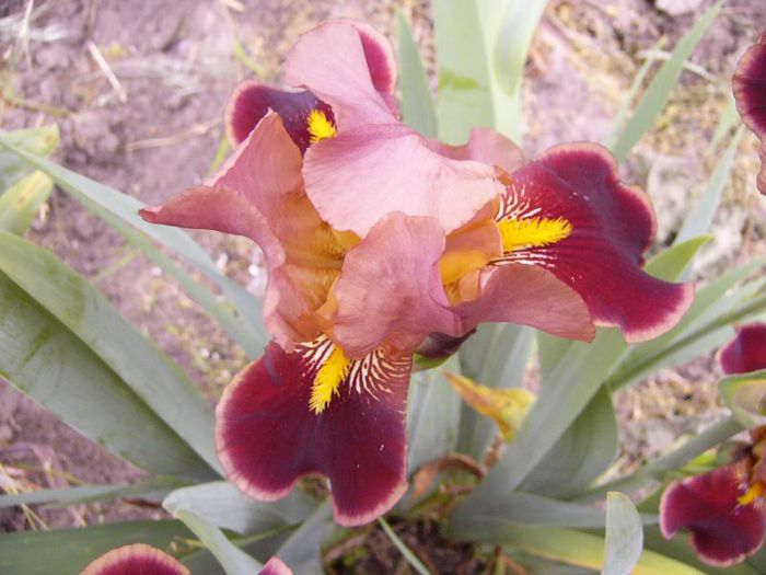 P1190180 - Plante 2013