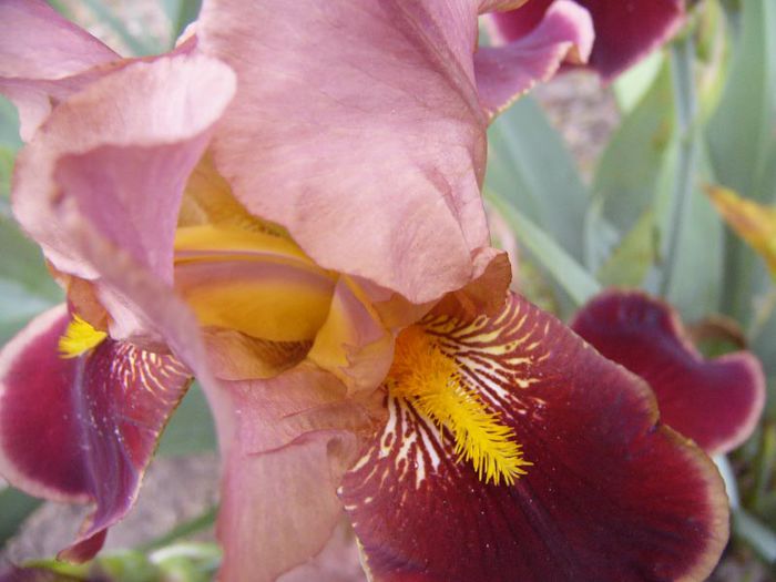 P1190181 - Plante 2013