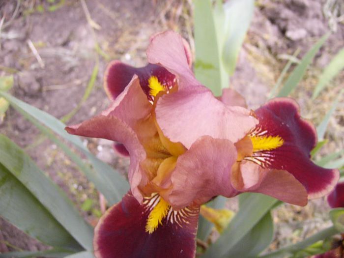 P1190182 - Plante 2013