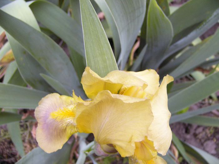 P1190198 - Plante 2013