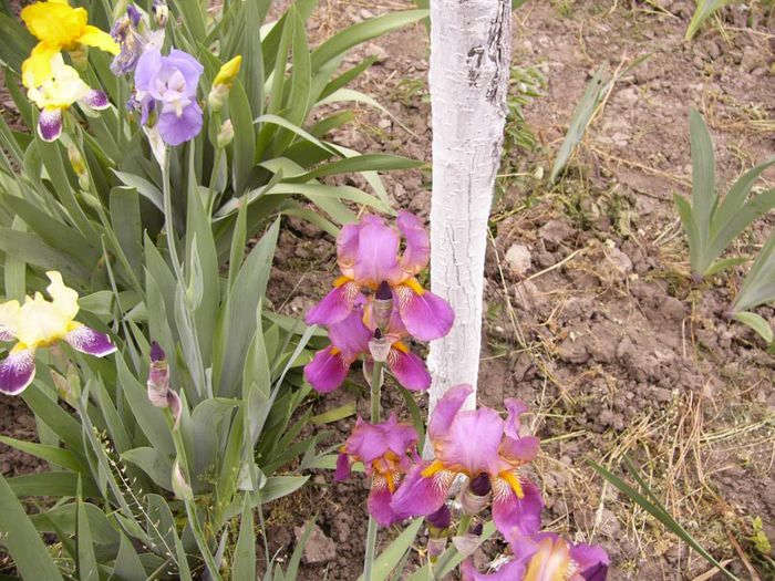 P1190201 - Plante 2013