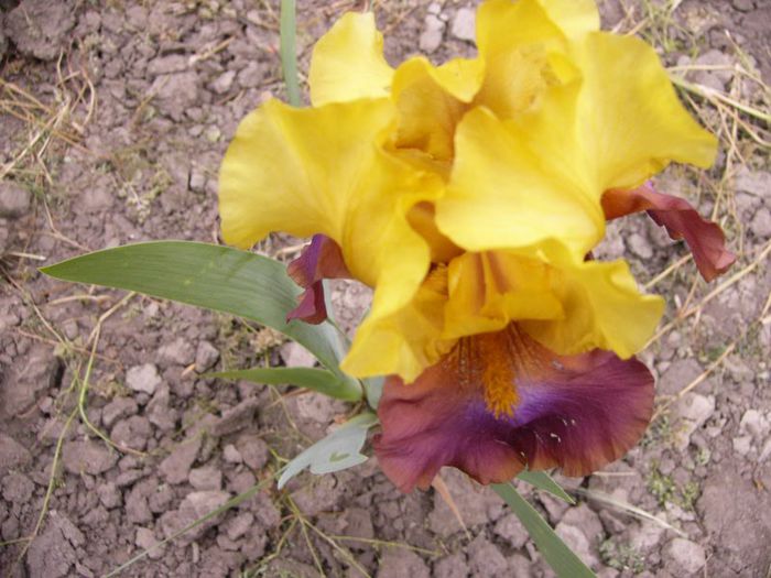 P1190204 - Plante 2013