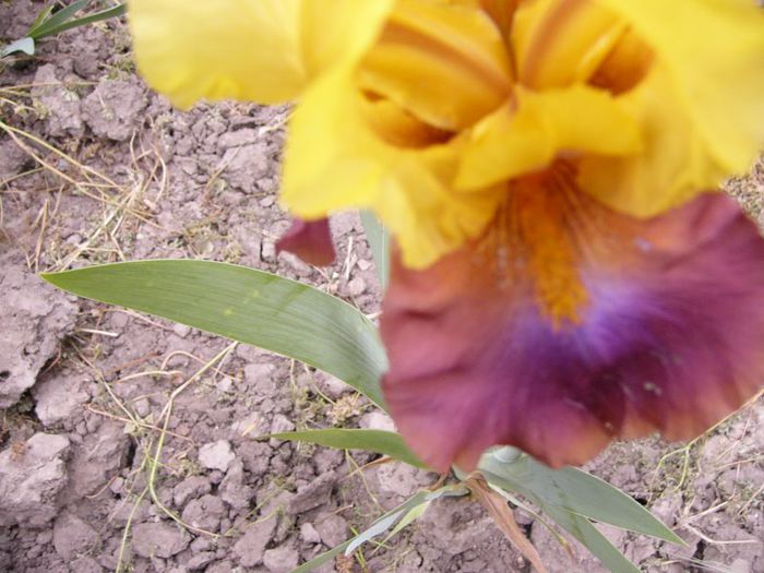 P1190205 - Plante 2013