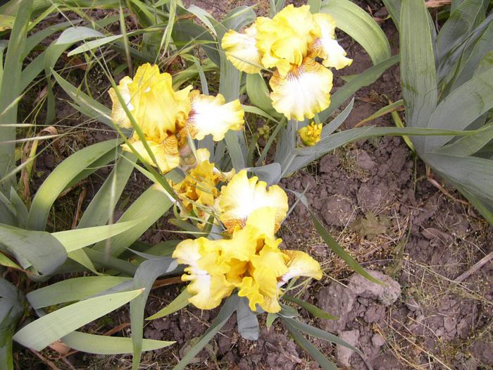 P1190210 - Plante 2013
