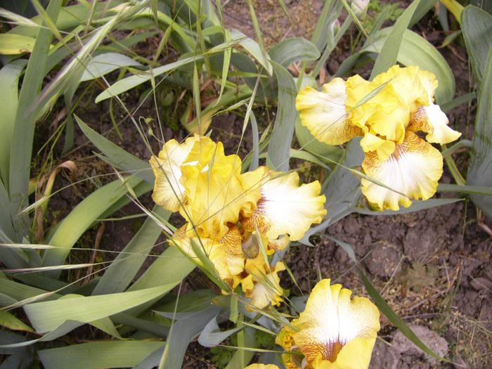 P1190211 - Plante 2013