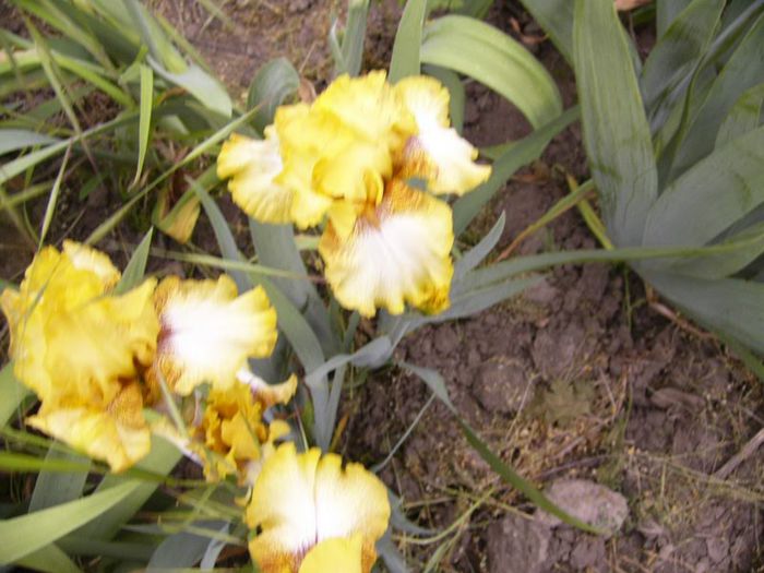 P1190212 - Plante 2013