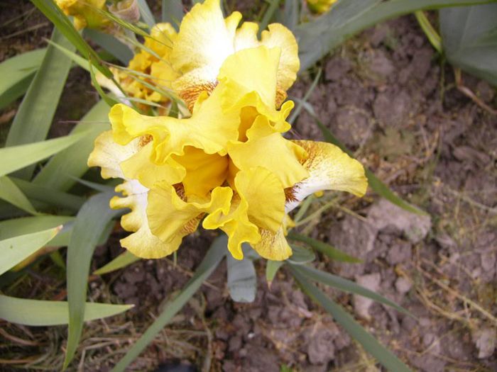 P1190213 - Plante 2013