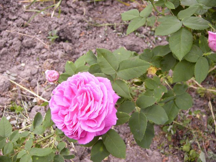 P1190214 - Plante 2013
