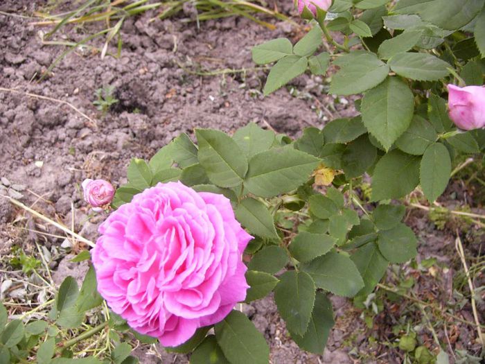 P1190215 - Plante 2013