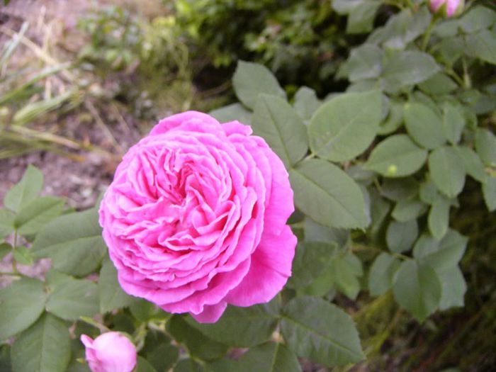 P1190216 - Plante 2013