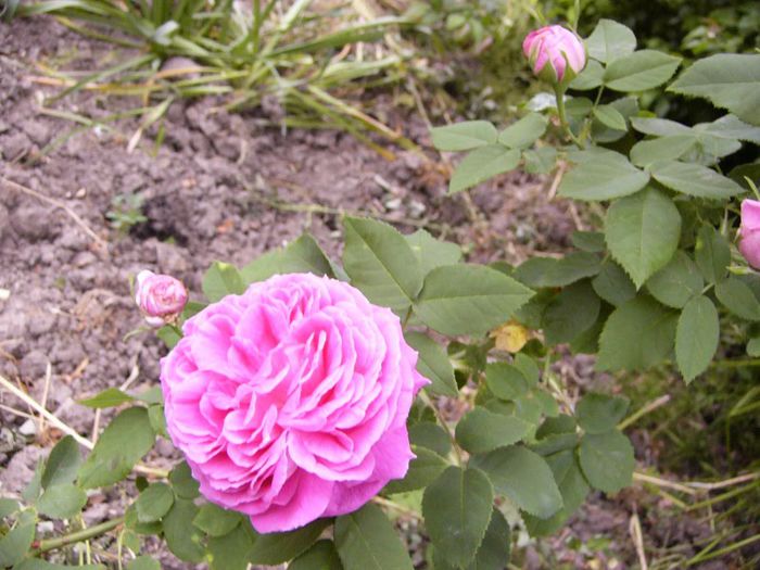 P1190217 - Plante 2013