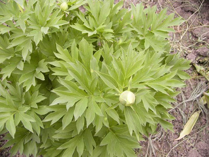 P1190218 - Plante 2013