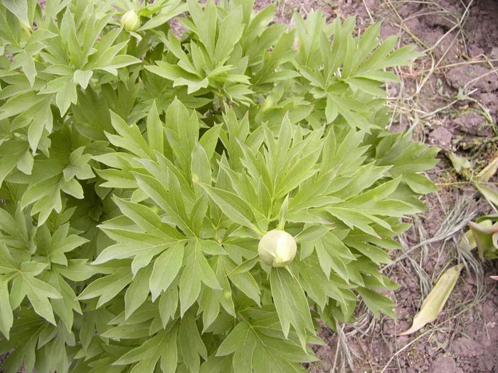 P1190219 - Plante 2013