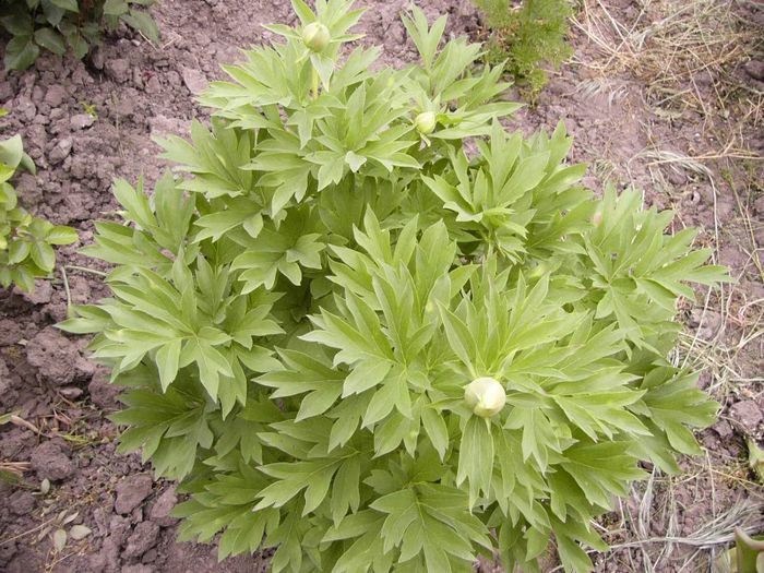 P1190220 - Plante 2013