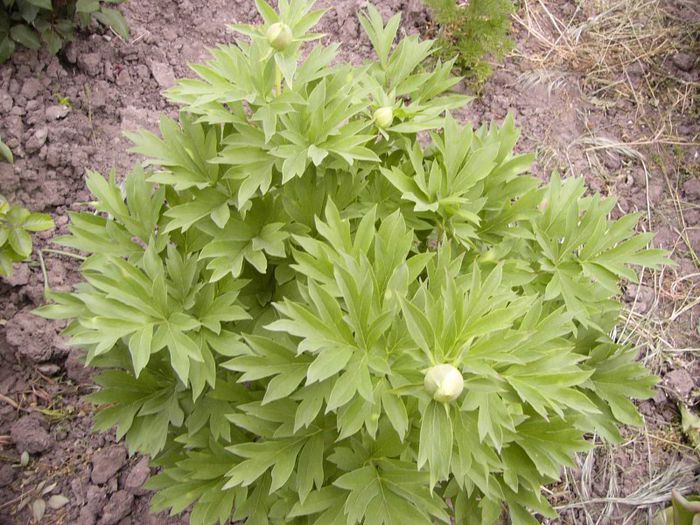 P1190221 - Plante 2013