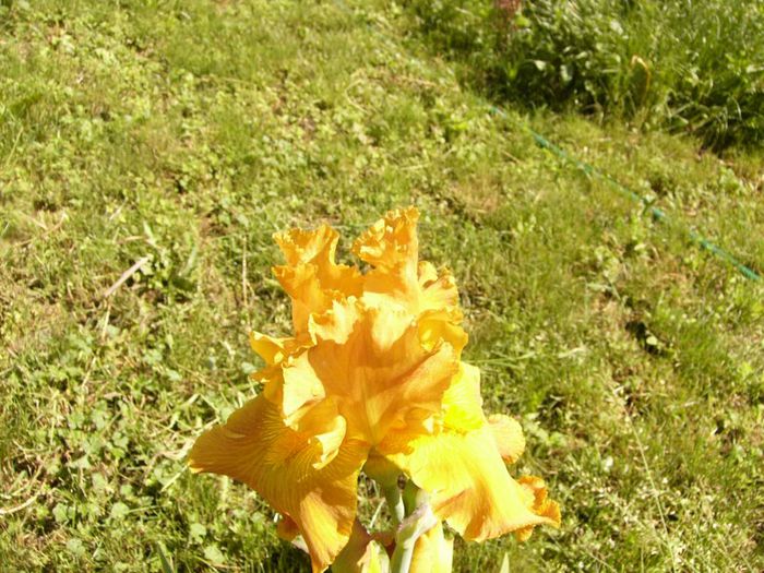 P1190300 - Plante 2013 II