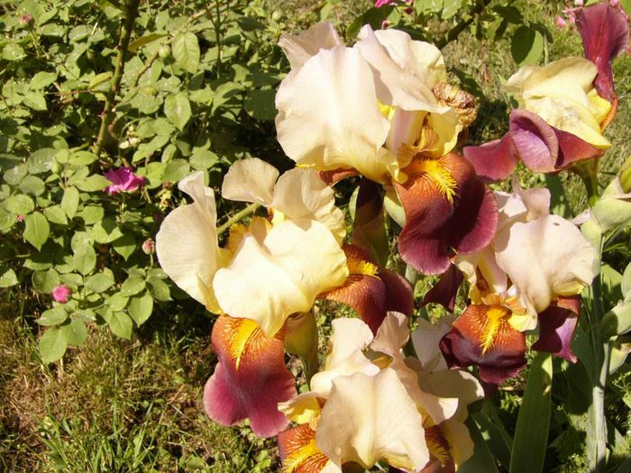 P1190304 - Plante 2013 II