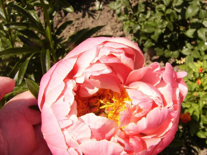 P1190305 - Plante 2013 II