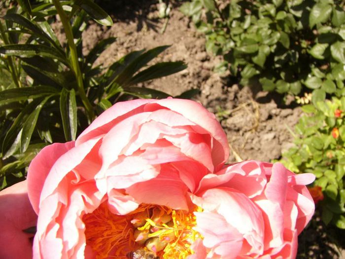 P1190306 - Plante 2013 II