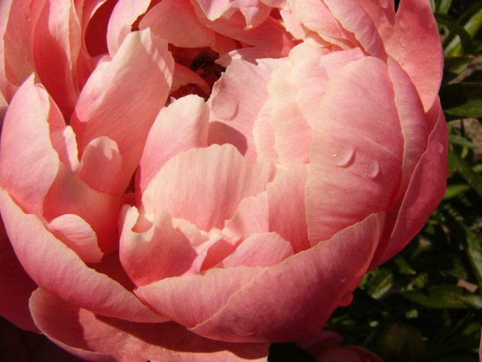 P1190308 - Plante 2013 II