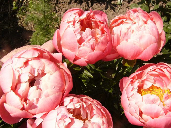 P1190311 - Plante 2013 II