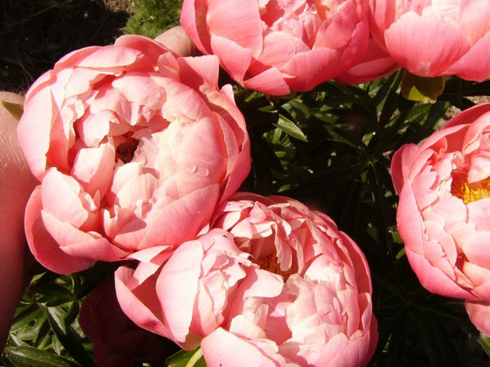 P1190312 - Plante 2013 II