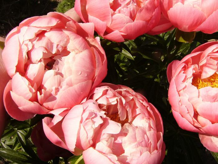 P1190313 - Plante 2013 II