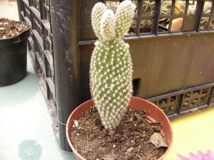 P1190314 - Plante 2013 II