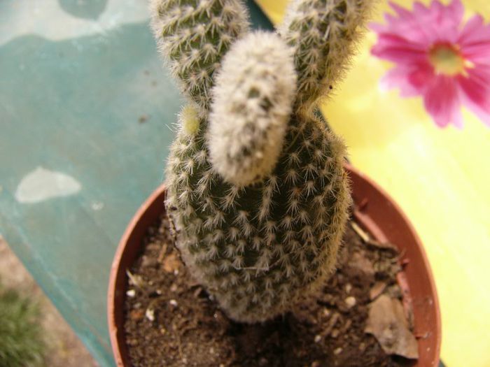 P1190316 - Plante 2013 II