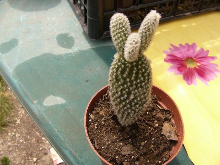 P1190317 - Plante 2013 II