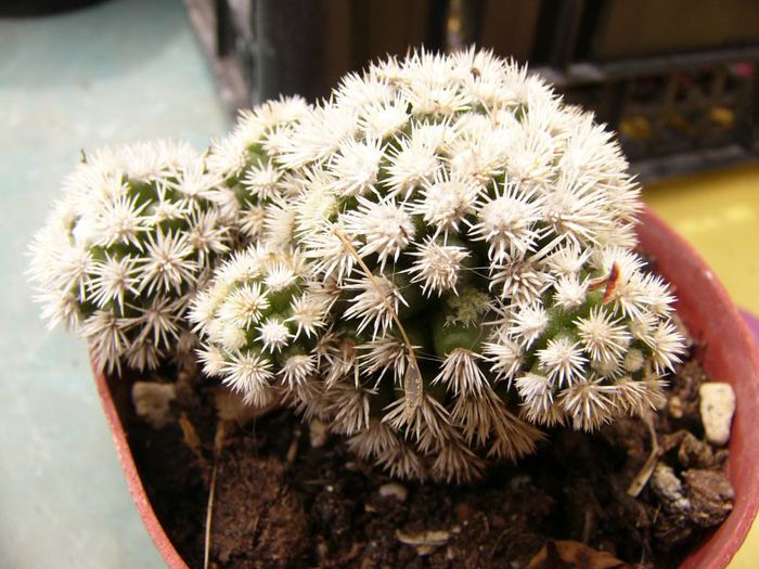 P1190318 - Plante 2013 II