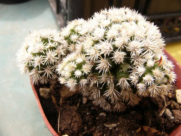 P1190319 - Plante 2013 II