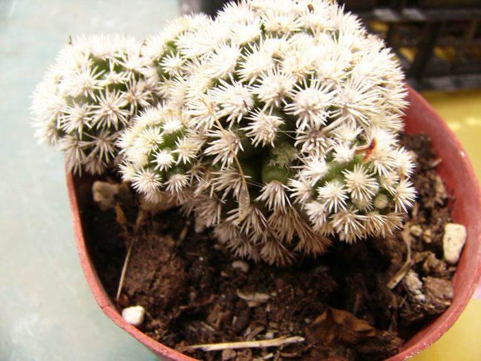 P1190320 - Plante 2013 II