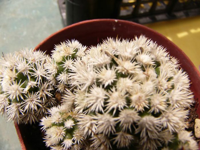 P1190321 - Plante 2013 II