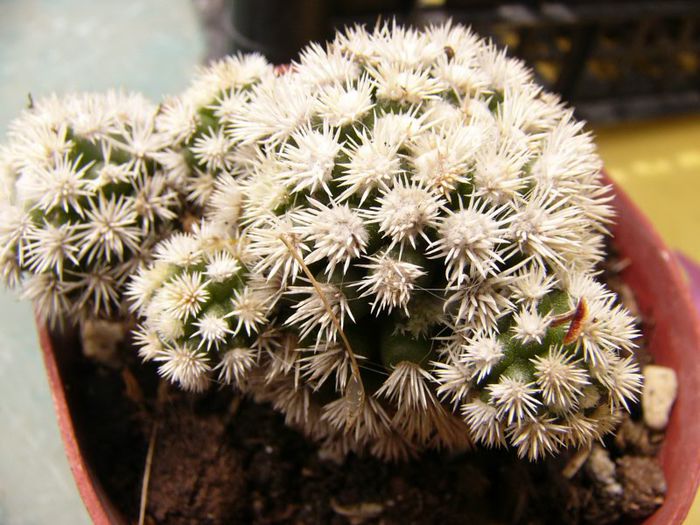 P1190322 - Plante 2013 II