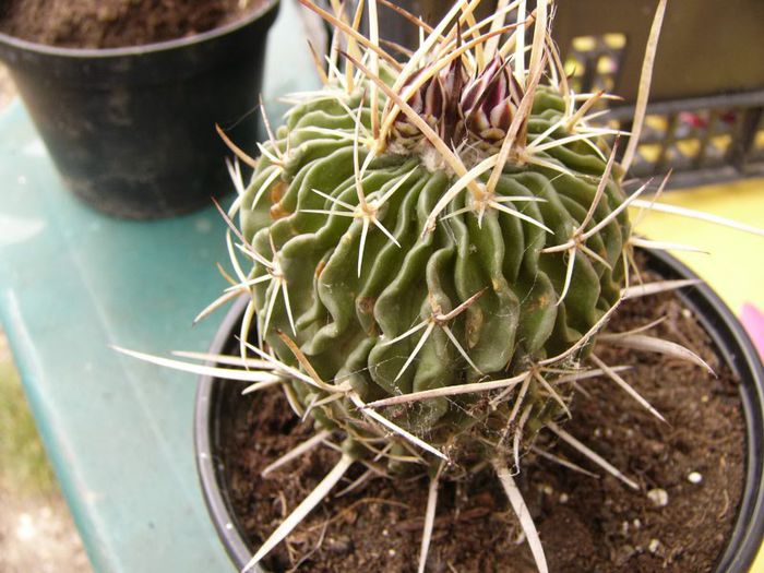 P1190323 - Plante 2013 II