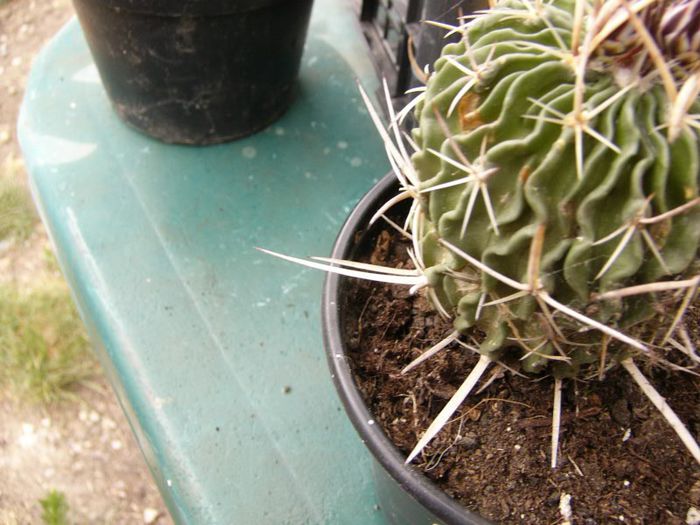 P1190324 - Plante 2013 II