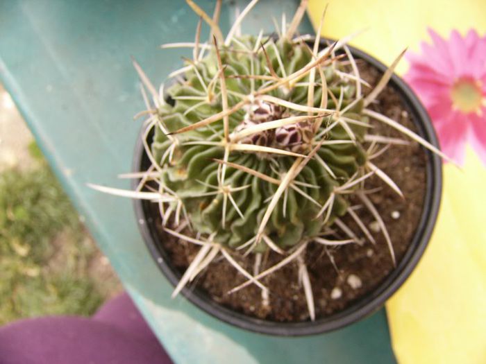 P1190325 - Plante 2013 II