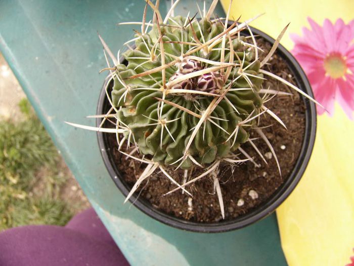 P1190326 - Plante 2013 II