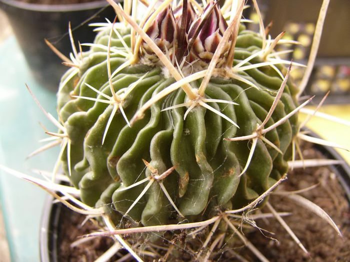 P1190327 - Plante 2013 II