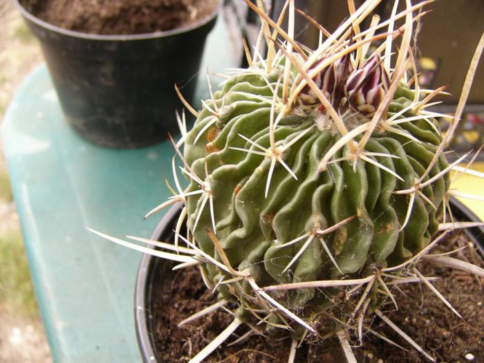 P1190328 - Plante 2013 II