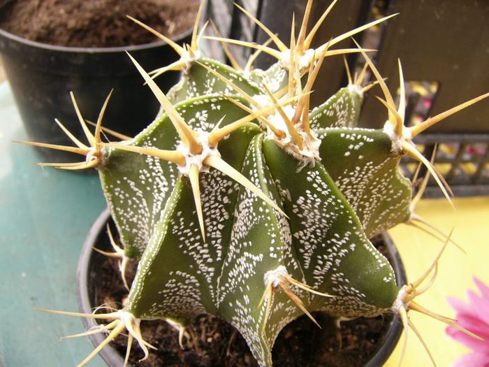 P1190330 - Plante 2013 II