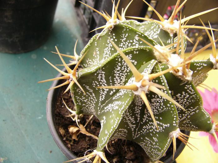 P1190333 - Plante 2013 II