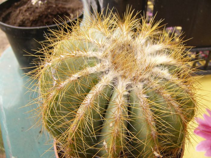 P1190334 - Plante 2013 II