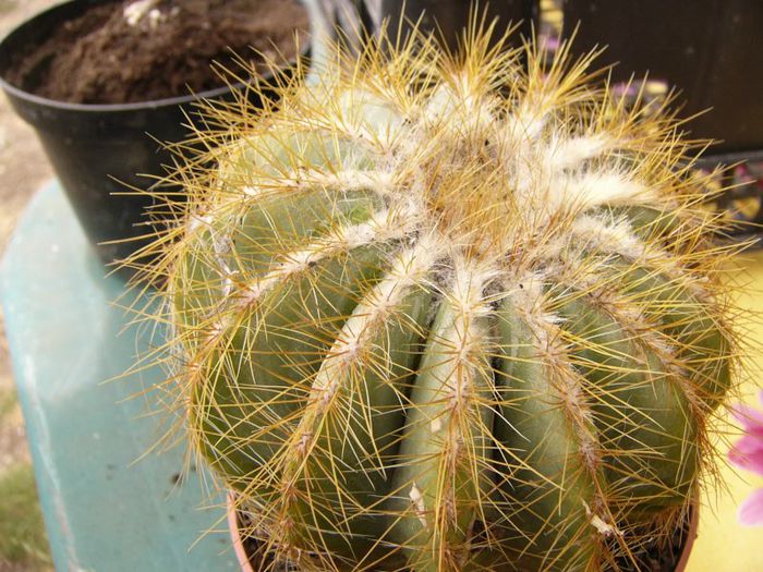 P1190335 - Plante 2013 II