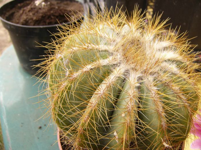 P1190337 - Plante 2013 II