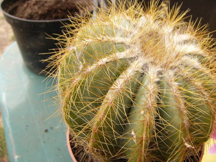 P1190338 - Plante 2013 II