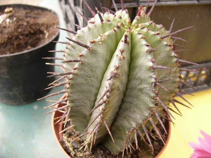 P1190339 - Plante 2013 II