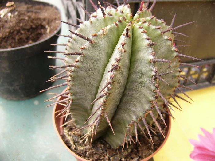 P1190340 - Plante 2013 II