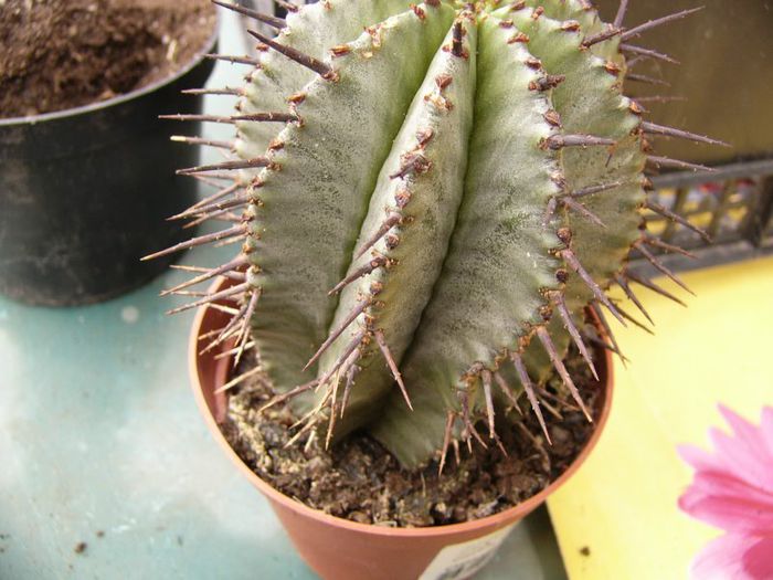 P1190341 - Plante 2013 II